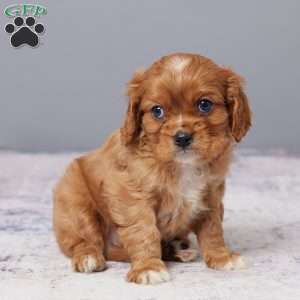 Chase, Cavalier King Charles Spaniel Puppy